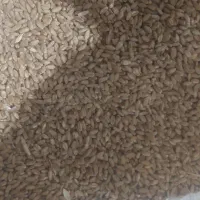 گندم|عمدهفروشی|شیبکوه (فارس), |دیوار