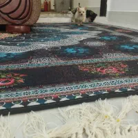 واگذاری سگ پا کوتاه
