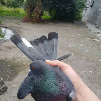 کبوتر