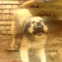 سگ.