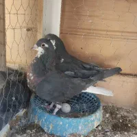 کفتر جفت امری افشون(شیرازی)|پرنده|رفسنجان, |دیوار