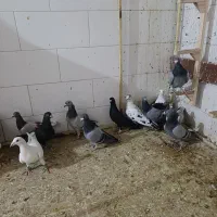 دسته پلاکی بی نظیر|پرنده|مرودشت, کوشک|دیوار