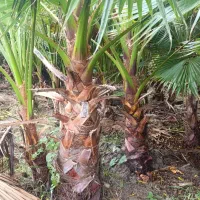 پالم واشنگتن تنه درشت|گل و گیاه طبیعی|آمل, |دیوار