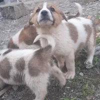 توله نژاد گوش تیز