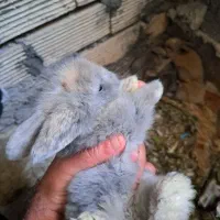 فروش توله خرگوش لپ دررنگ های مختلف دونه 190|موش و خرگوش|دوگنبدان, |دیوار