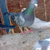 مجسمه|مجسمه، تندیس، ماکت|زابل, |دیوار