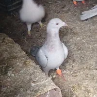 ۲ تا کبوتر خطی|پرنده|دشتابی, |دیوار