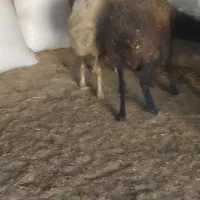 یکجفت میش با یک جفت بره نر