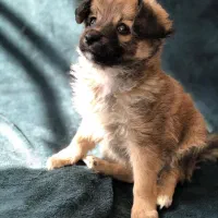 سگ فانتزی ریز