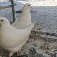 کبوتر.کینگ شاهی