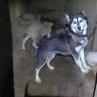 واگذاری سگ هاسکی ماده