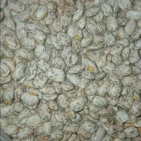 لوبیا چیتی دستجرد ۳۱۰