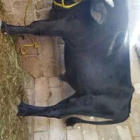 فروش فوری گام نر (جلب)