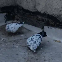 کفتر کبوتر پرنده|پرنده|محمدشهر, ولدآباد|دیوار