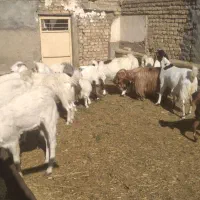 بزو بزغاله|حیوانات مزرعه|خمین, |دیوار