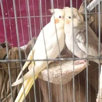 یک جفت عروس هلندی ۲۰روزه