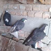 کبوتر ساده و دورک