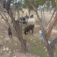 بز وتکه