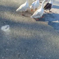 3عدد غاز نر و 5عدد اردک