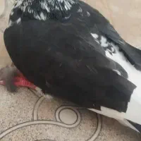 کبوتر ماده|پرنده|خاش, |دیوار