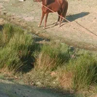 اسب‌نریان‌