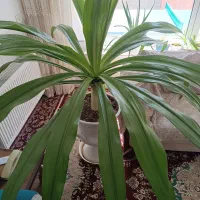 گل سوسن عنکبوتی|گل و گیاه طبیعی|اردکان, |دیوار