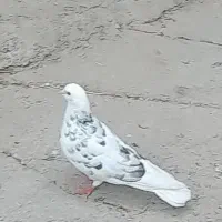 کبوتر