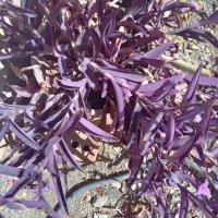 گل های خانگی شاداب ، قیمت مناسب