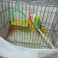 مرغ عشق اماده تخم گذاری