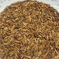 ۱۲۰کیلو شلتوک بزر درجه ۱