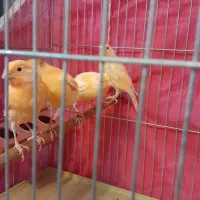 پرنده