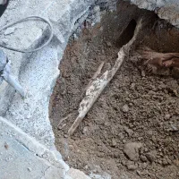 لوله بازکنی نم یابی‌شهریار وحومه|خدمات پیشه و مهارت|فردوسیه, |دیوار