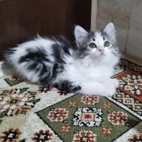 بچه گربه میکس پرشین