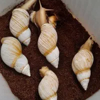 حلزون آلبینو