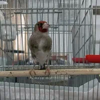 سهره قناری دورگ جفتی،خاکی