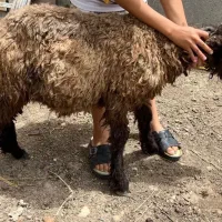 فروش بره نر