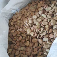 فروش باقلای طارم