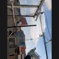 کبوتر پرشی|پرنده|رشت, باهنر|دیوار