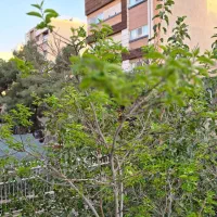 ویلایی ۳۰۰ متری سه طبقه هر طبقه ۳ خواب بازسازی|اجارهٔ خانه و ویلا|اصفهان, خواجه عمید|دیوار