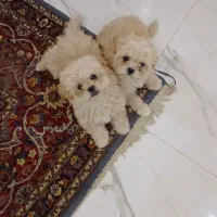 سگ شیتزو|سگ|اراک, |دیوار