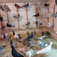 دسته بیرونی به شرط|پرنده|شیراز, شهرک مهدی‌آباد|دیوار