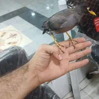 مرغ مینا کاملا اهلی 5 ماهه