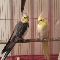 جفت هلندی