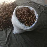 کنگا. خرما خشک|لوازم جانبی حیوانات|خورموج, |دیوار