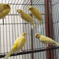 ۱۲ عدد قناری نر و ماده با هم|پرنده|جم, |دیوار