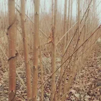 فروش انواع نهال اصلاح شده ضمانتی داخل خاک