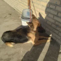 سگ ژرمن گمشده|حیوانات|کهریزک, |دیوار