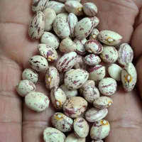 لوبیا چیتی درجه یک بوجاری شده