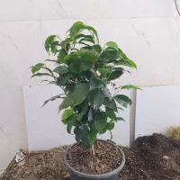 گل و گیاه بنجامین ابلق|گل و گیاه طبیعی|اهواز, سیصد دستگاه|دیوار