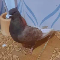 نروماده اشعل زرد ویه ماده قهوی دم سفید|پرنده|خرمشهر, |دیوار